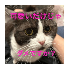 yama_20250327172231