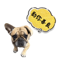 憨吉日常♥️