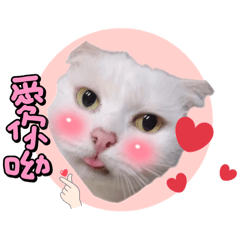 招財貓發大財白白咪