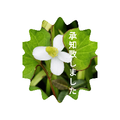 nob_20250326222618