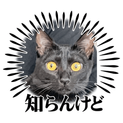 hachi_20250327181729