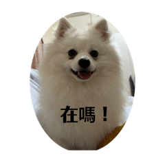 皮皮_2