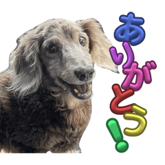 Lily_20250327161618