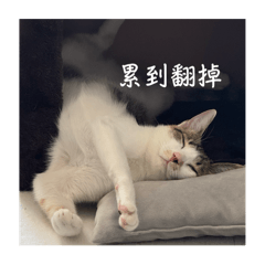 慵懶臘肉part1