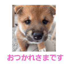 miho_20250327180418