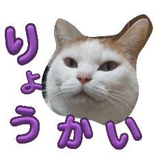 KINAKO-2025-03