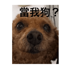 黑巧克力