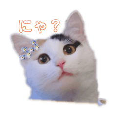 pupu_20250327162122