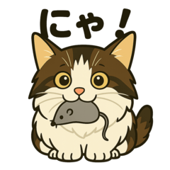 Norwegian Forest Cat Ichi
