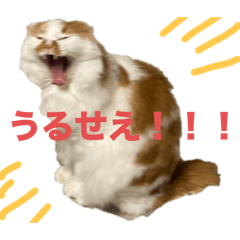 ao_20250327232520