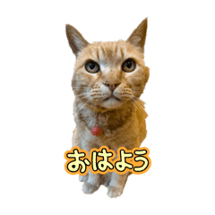 tanaka_20250328085355