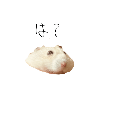 camanberl