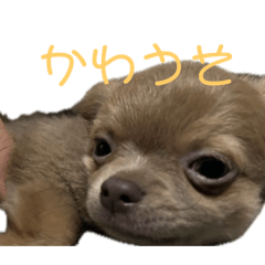 orange_20250328102424