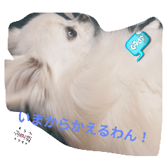 ruru_20250328103137