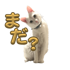 mei_20250327234159