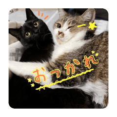 momoko_20250327233029