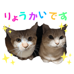 Aina_20250328025549