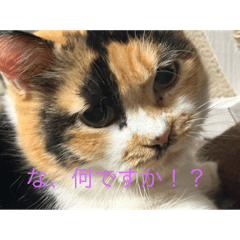 MIKE_20250328032914