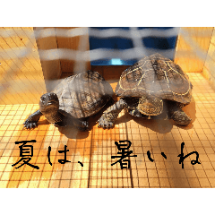 piyo_20250328120330