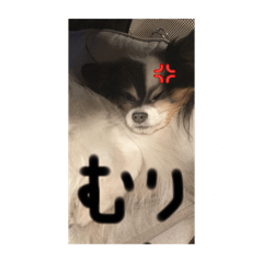 Ringo_20250328142042