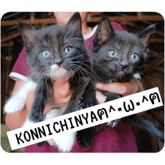 Our AWESOME cats