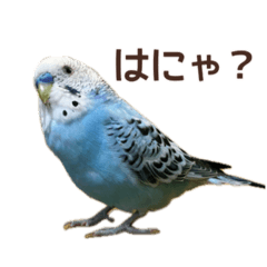 Choco_20250328195213