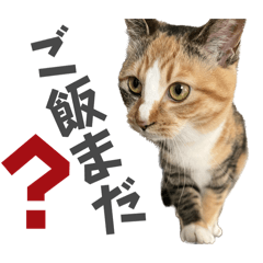 Bonpopo_20250328191544