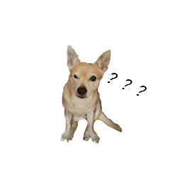 Q可可