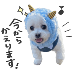mofumofumaltese