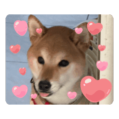 馬鈴薯柴犬小日常3