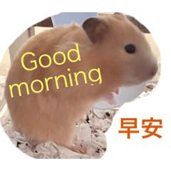 倉鼠阿布