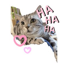 Cat·gress