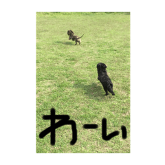 Dachshund_Roni