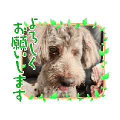 aimi_20250329143707