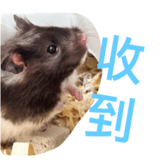 倉鼠巧克力