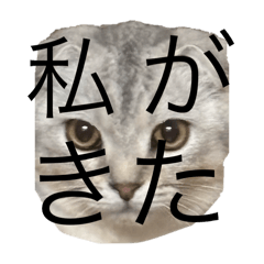 kana_20250329210330