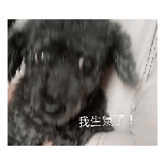可愛的黑D