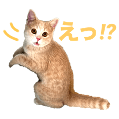 SAKI  LINE stickers