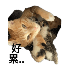 有貓就快樂
