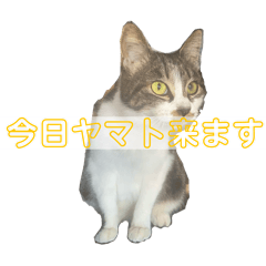 Miho_20250329225922
