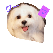 maltese-sasuke4