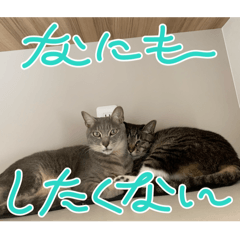 猫ですです