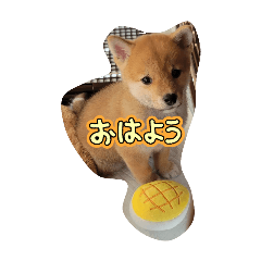 miko_20250329174731