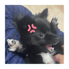 megu_20250329152059