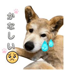 tsubaki_20250329184346