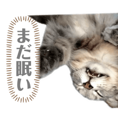 CAT stamp saiberian sabatora