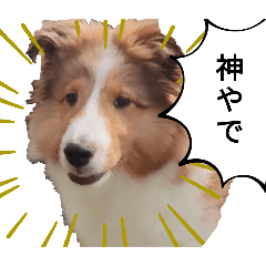 D.Panda_20250329162818