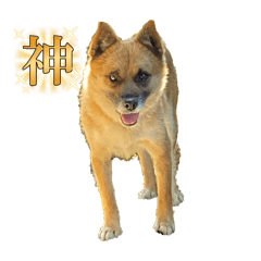 inuuuu inu