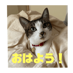 ichi_20250329223633