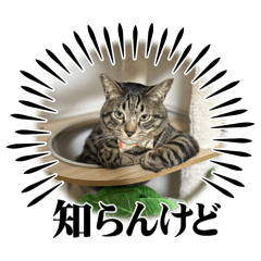 KANA_20250329222841